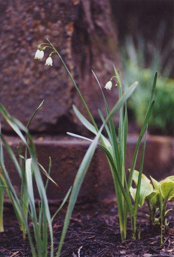 Portrait of a flower, Copyright 2004, Daniel J. Parks