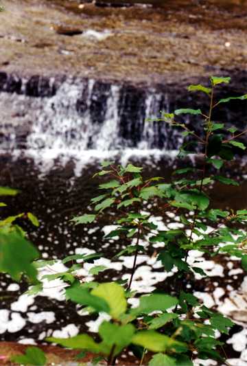 Waterfall on the creek, Copyright 2004, Daniel J. Parks